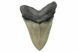 Serrated, Fossil Megalodon Tooth - North Carolina #275540-2